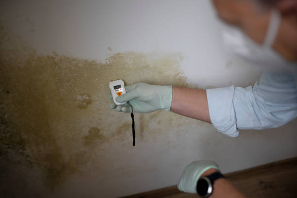 Best Black Mold Removal  in Bnchard, LA