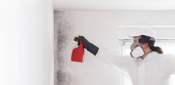 Best Affordable Mold Removal  in Bnchard, LA