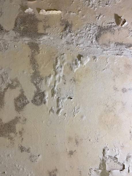 Best Mold Removal Near Me  in Bnchard, LA
