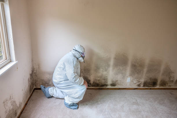 Best Certified Mold Removal  in Bnchard, LA