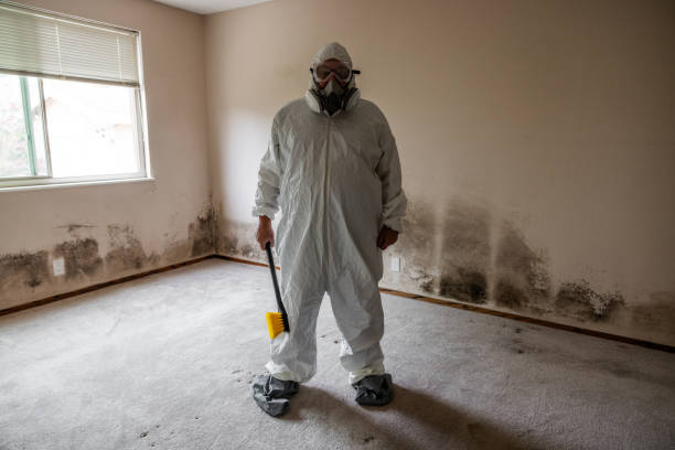 Best Mold Damage Repair  in Bnchard, LA