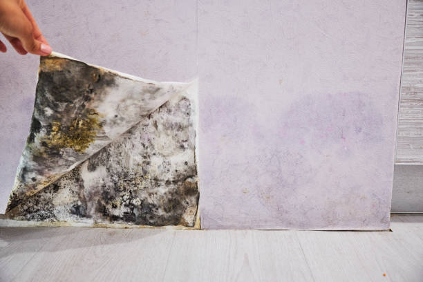 Best Best Mold Removal Companies  in Bnchard, LA